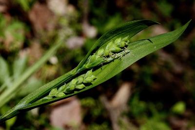 Michigan Flora
